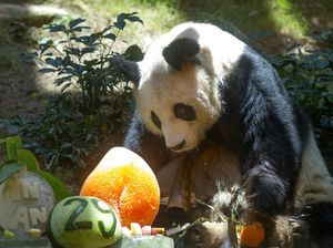 Foto Terakhir Panda Tertua di Dunia Sebelum Tutup Usia, Bikin Sedih