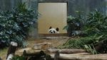 Foto Terakhir Panda Tertua di Dunia Sebelum Tutup Usia, Bikin Sedih