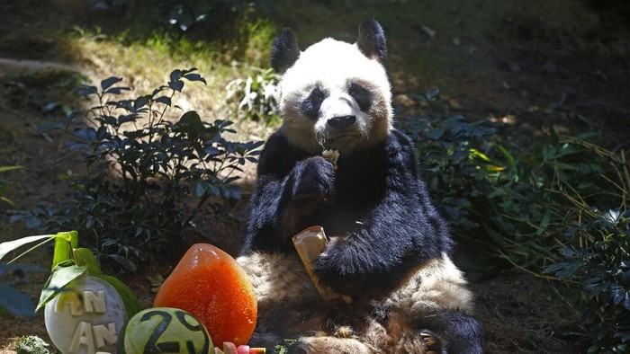 Sedih, Panda Raksasa Tertua di Dunia Mati FILE - Chinese giant panda An An celebrates his 29th birthday at the Ocean Park in Hong Kong on July 28, 2015. The world's oldest-ever male giant panda in captivity on Thursday, July 21, 2022 passed away after being euthanized in Hong Kong, following a deterioration in his health in recent weeks. (AP Photo/Kin Cheung, File)
