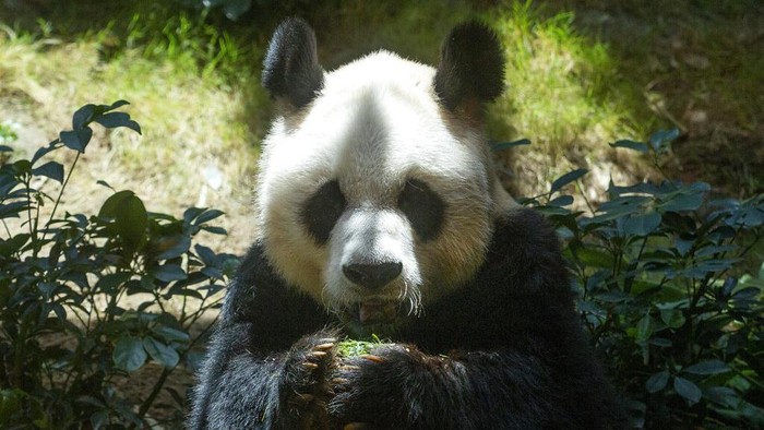FILE - Chinese giant panda An An celebrates his 29th birthday at the Ocean Park in Hong Kong on July 28, 2015. The world's oldest-ever male giant panda in captivity on Thursday, July 21, 2022 passed away after being euthanized in Hong Kong, following a deterioration in his health in recent weeks. (AP Photo/Kin Cheung, File)