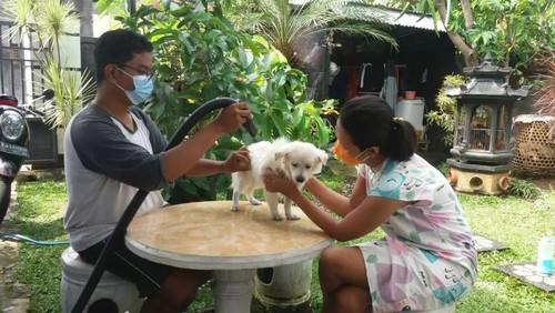 Seorang mahasiswa di Buleleng bernama Made Ardi Sudipta yang membuka usaha salon anjing keliling.