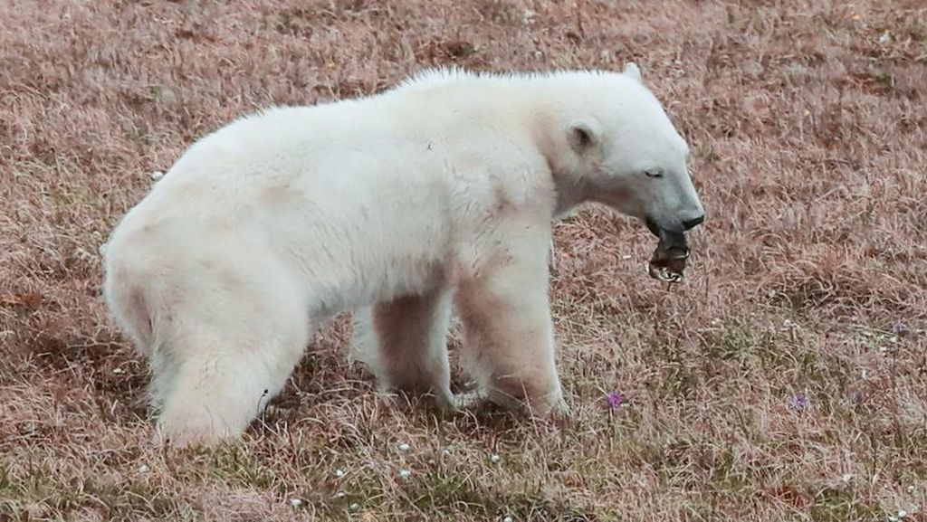 Ups... Seekor Beruang Kutub Lidahnya Terjepit Kaleng