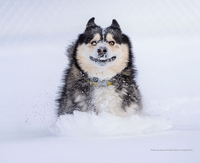 Comedy Pet Photography Awards 2022