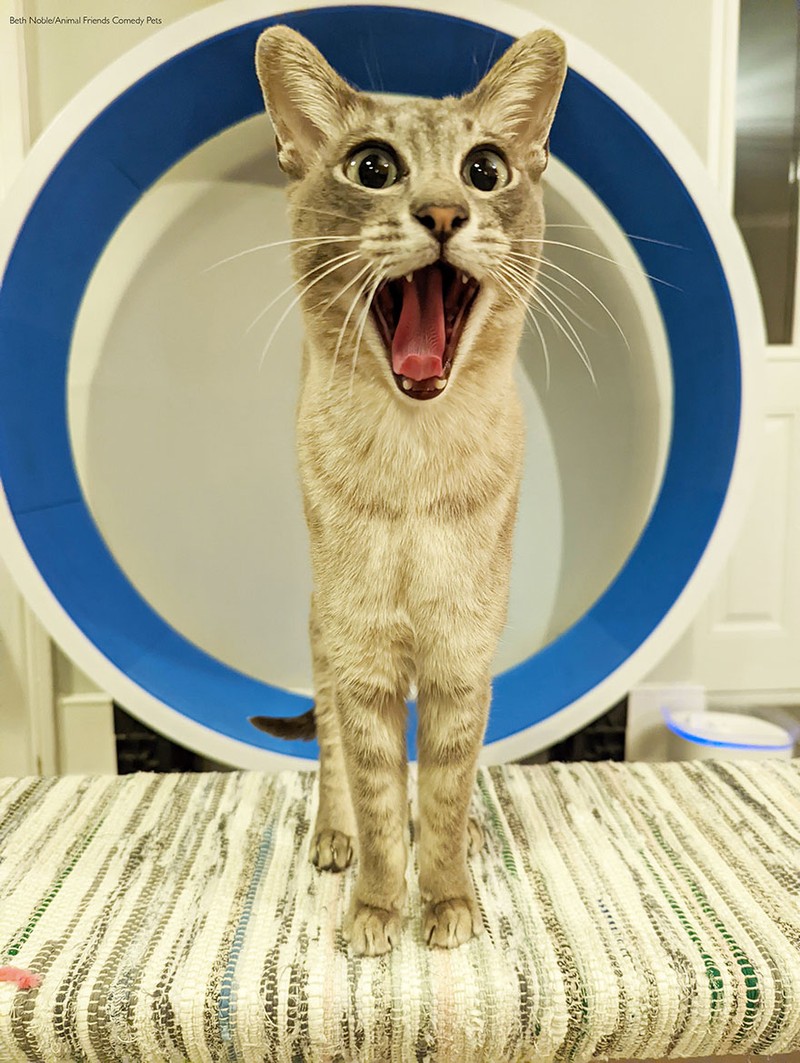 Comedy Pet Photography Awards 2022