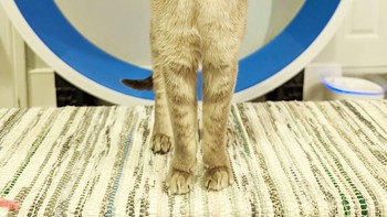Karya Beth Noble Foto: Comedy Pet Photography Awards