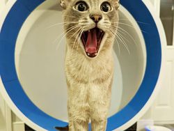 Awas Ngakak! Karya Finalis Comedy Pet Photography Awards 2022 Undang Tawa
