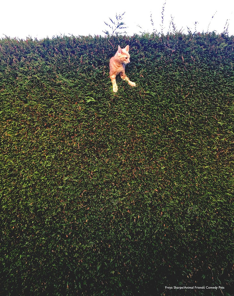 Comedy Pet Photography Awards 2022