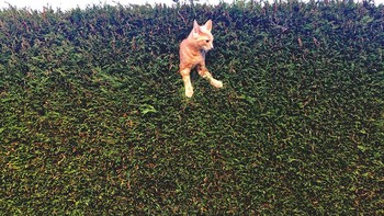 Karya Freya Sharpe Foto: Comedy Pet Photography Awards