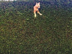 Awas Ngakak! Karya Finalis Comedy Pet Photography Awards 2022 Undang Tawa