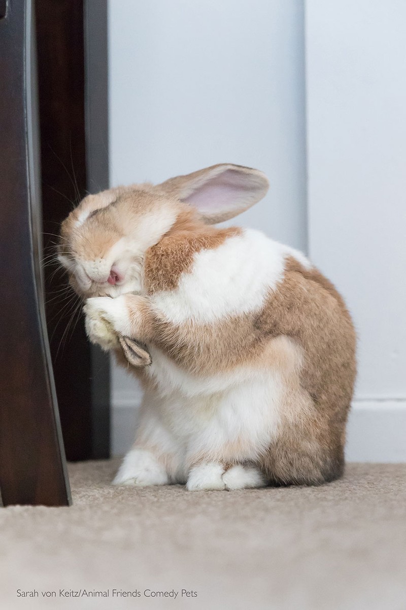 Comedy Pet Photography Awards 2022
