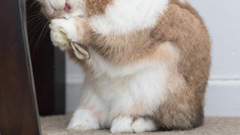 Karya Sarah Von Keitz Foto: Comedy Pet Photography Awards