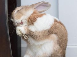 Awas Ngakak! Karya Finalis Comedy Pet Photography Awards 2022 Undang Tawa