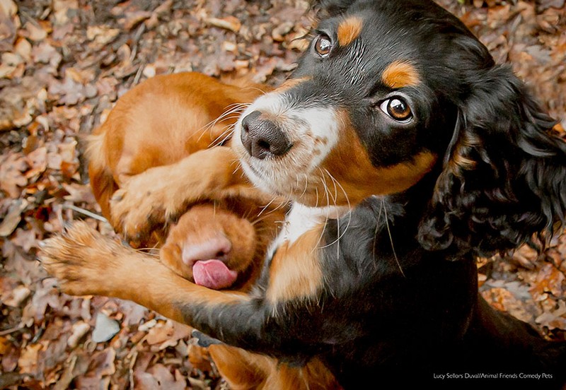 Comedy Pet Photography Awards 2022