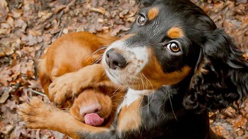 Karya Lucy Sellors-Duval Foto: Comedy Pet Photography Awards