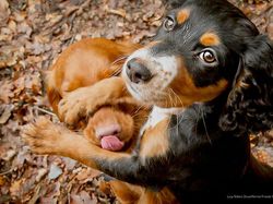 Awas Ngakak! Karya Finalis Comedy Pet Photography Awards 2022 Undang Tawa