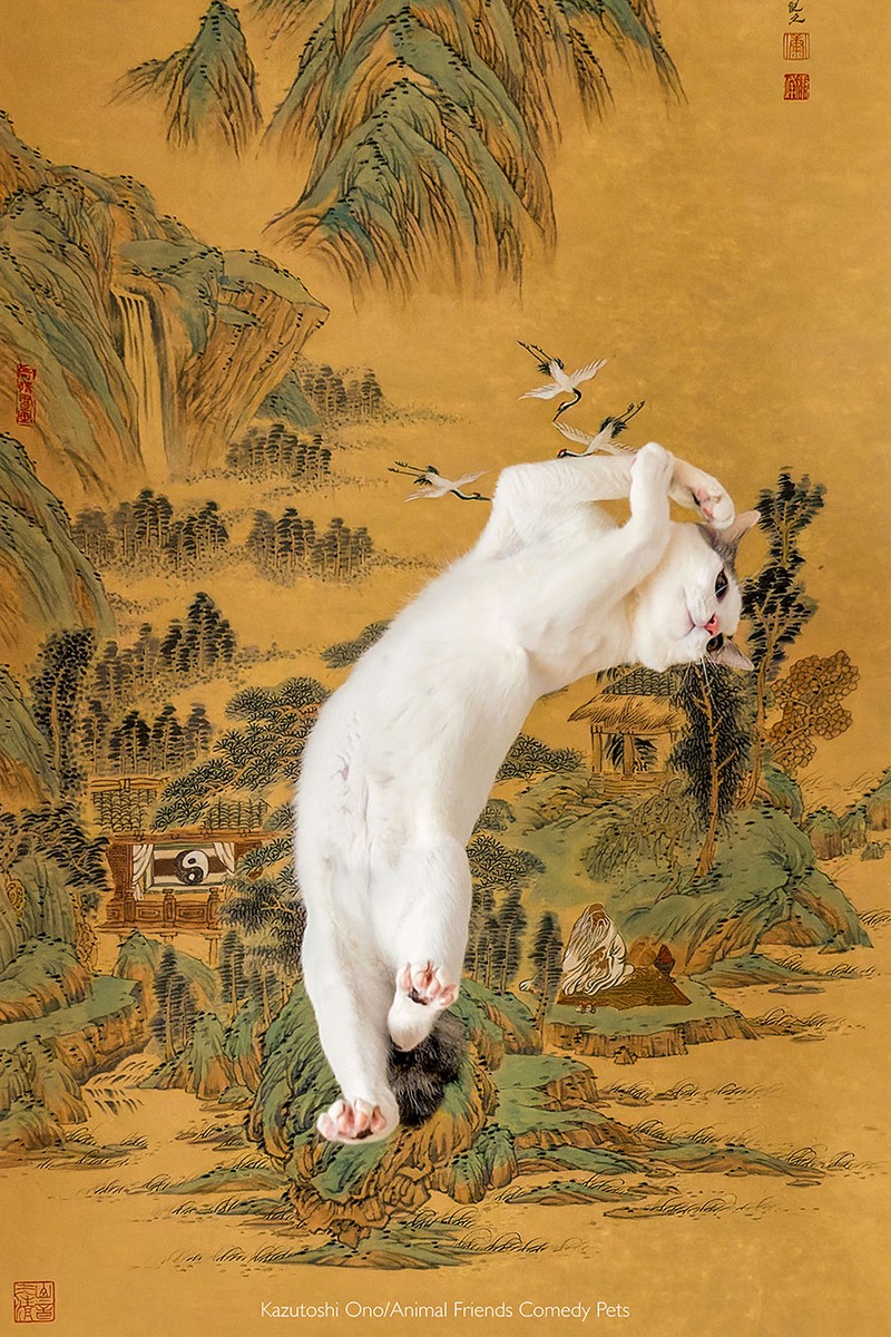 Comedy Pet Photography Awards 2022