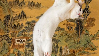 Karya Kazutoshi Ono Foto: Comedy Pet Photography Awards