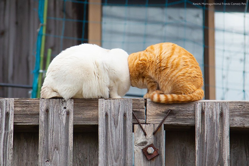 Comedy Pet Photography Awards 2022