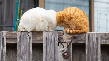 Karya Kenichi Morinaga Foto: Comedy Pet Photography Awards