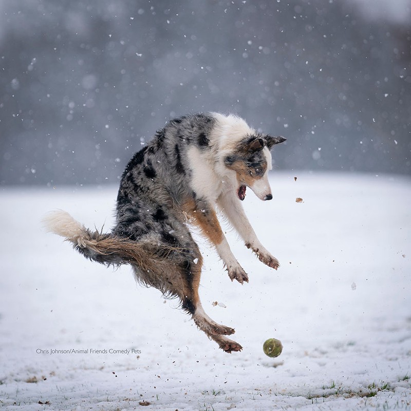 Comedy Pet Photography Awards 2022