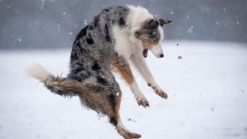 Karya Christopher Johnson Foto: Comedy Pet Photography Awards