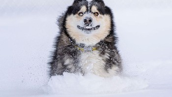 Karya Marko Jovanovic Foto: Comedy Pet Photography Awards