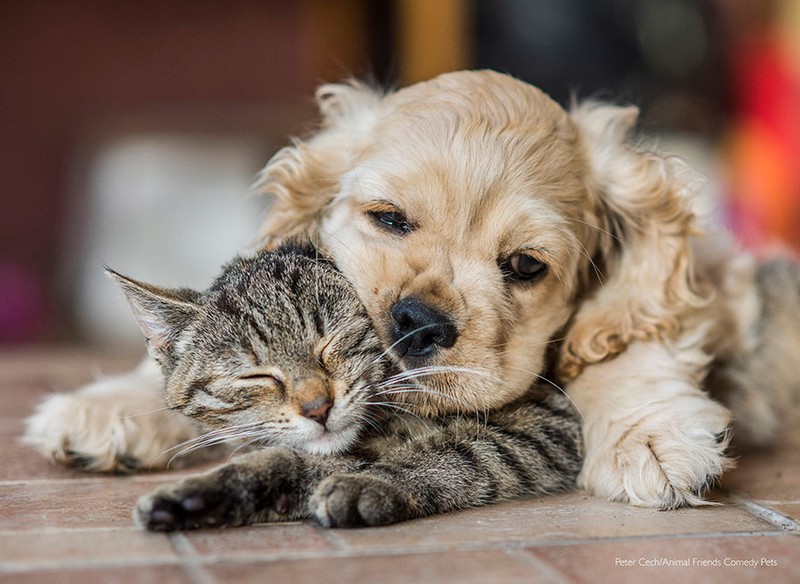 Comedy Pet Photography Awards 2022