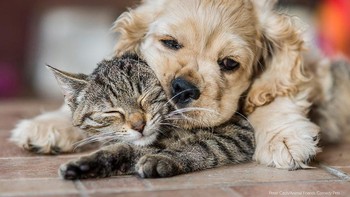 Karya Peter Cech Foto: Comedy Pet Photography Awards