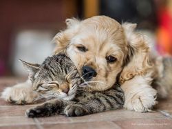 Awas Ngakak! Karya Finalis Comedy Pet Photography Awards 2022 Undang Tawa