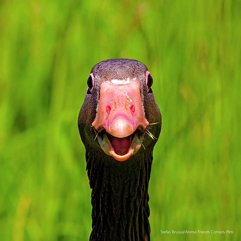 Comedy Pet Photography Awards 2022