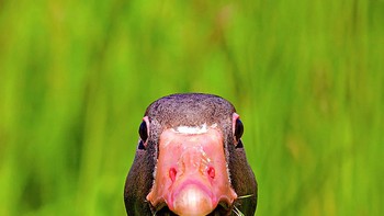 Karya Stefan Brusius Foto: Comedy Pet Photography Awards