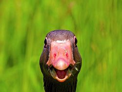 Awas Ngakak! Karya Finalis Comedy Pet Photography Awards 2022 Undang Tawa