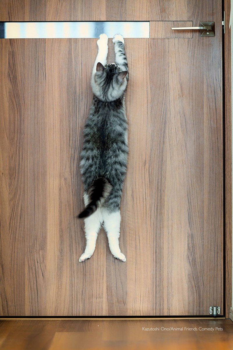 Comedy Pet Photography Awards 2022