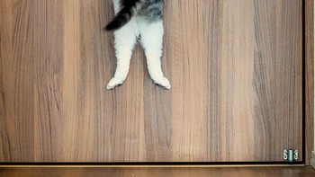Karya Kazutoshi Ono Foto: Comedy Pet Photography Awards