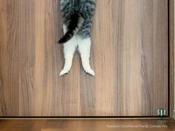 Awas Ngakak! Karya Finalis Comedy Pet Photography Awards 2022 Undang Tawa
