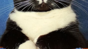 Karya Karl Goldhamer Foto: Comedy Pet Photography Awards