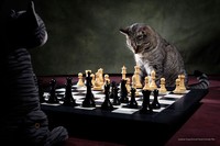 Comedy Pet Photography Awards 2022