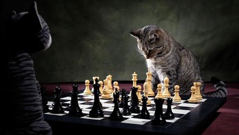 Karya Jonathan Casey Foto: Comedy Pet Photography Awards