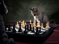 Awas Ngakak! Karya Finalis Comedy Pet Photography Awards 2022 Undang Tawa