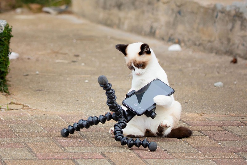 Comedy Pet Photography Awards 2022