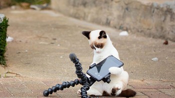 Karya Kenichi Morinaga Foto: Comedy Pet Photography Awards