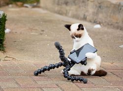 Awas Ngakak! Karya Finalis Comedy Pet Photography Awards 2022 Undang Tawa