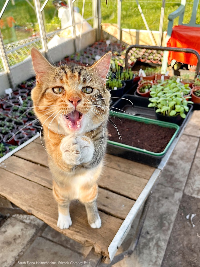 Comedy Pet Photography Awards 2022