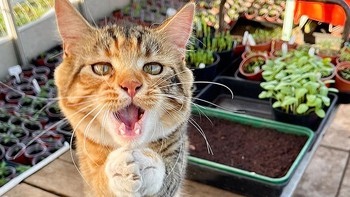 Karya Sarah Fiona Helme Foto: Comedy Pet Photography Awards