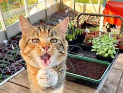 Awas Ngakak! Karya Finalis Comedy Pet Photography Awards 2022 Undang Tawa