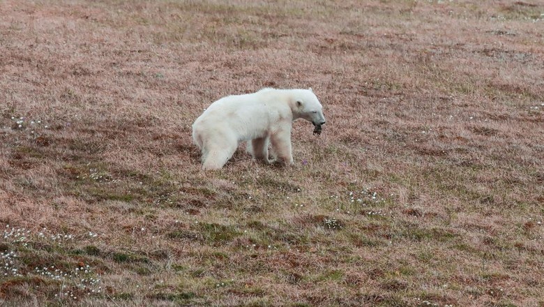 A female polar bear whose tongue is stuck in a tin can walks in the Arctic settlement of Dikson on the Taymyr Peninsula, Russia July 21, 2022. Press service of Nornickel/Handout via REUTERS ATTENTION EDITORS - THIS IMAGE HAS BEEN SUPPLIED BY A THIRD PARTY. NO RESALES. NO ARCHIVES. MANDATORY CREDIT. THIS PICTURE WAS PROCESSED BY REUTERS TO ENHANCE QUALITY. AN UNPROCESSED VERSION HAS BEEN PROVIDED SEPARATELY     TPX IMAGES OF THE DAY