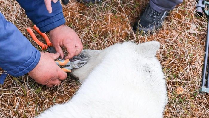 Duh, Seekor Beruang Kutub Lidahnya Terjepit Kaleng A female polar bear whose tongue is stuck in a tin can walks in the Arctic settlement of Dikson on the Taymyr Peninsula, Russia July 21, 2022. Press service of Nornickel/Handout via REUTERS ATTENTION EDITORS - THIS IMAGE HAS BEEN SUPPLIED BY A THIRD PARTY. NO RESALES. NO ARCHIVES. MANDATORY CREDIT. THIS PICTURE WAS PROCESSED BY REUTERS TO ENHANCE QUALITY. AN UNPROCESSED VERSION HAS BEEN PROVIDED SEPARATELY TPX IMAGES OF THE DAY