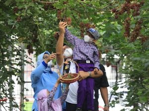 Panen Anggur di Cilincing, Anies: Ukraina Belajar dari Kita