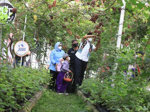 Gubernur DKI Jakarta Anies Baswedan panen anggur di Cilincing