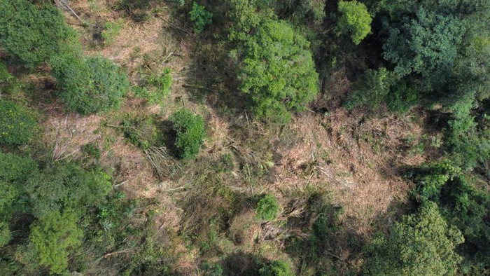 Kawasan Gunung Cakrabuana yang dibabat untuk dijadikan kebun kopi.
